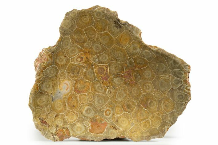Polished Fossil Coral (Actinocyathus) Dish - Morocco #323040